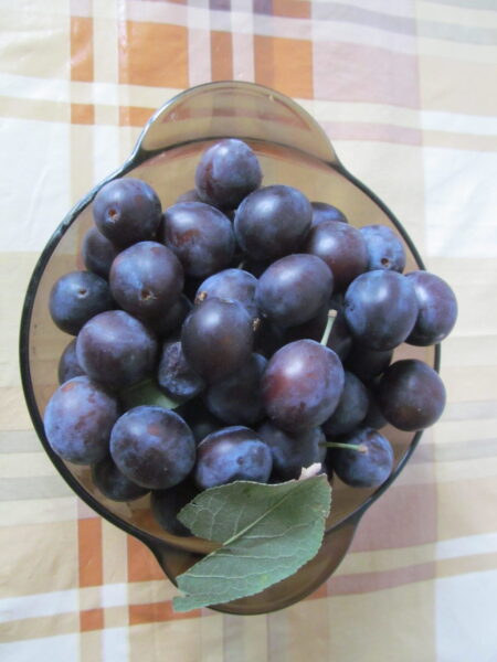 Se spală prunele coapte