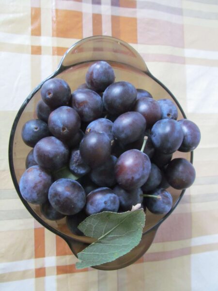 Спелые сливы моем и отставляем просушиться