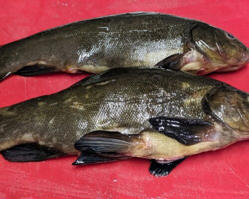 I have two small fish