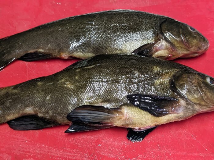 I have two small fish