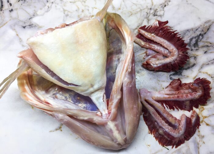 Indepartati branhiile din cap